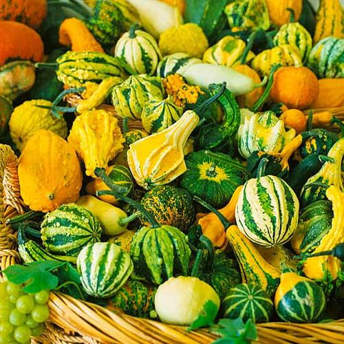 Насіння Гарбуз Florium декоративна Веселка (7494)