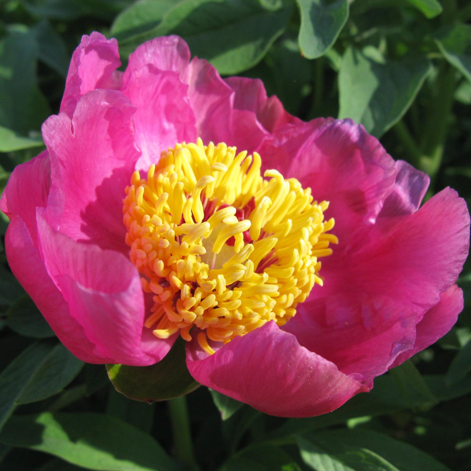 Півонія Анемоніфлора Anemoniflora 3 шт. (38291923)