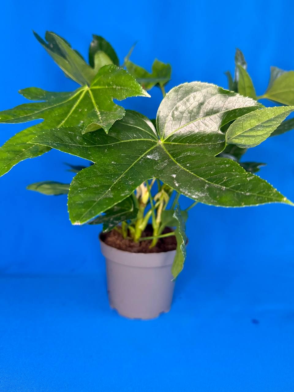 Фатсия японская Dobrodar Fatsia Japonica 1 шт. (38298424)