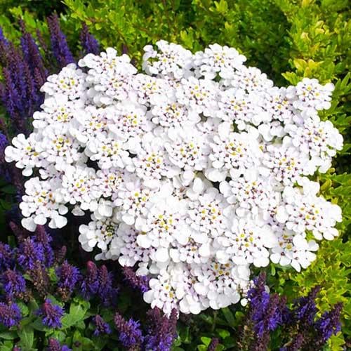 Иберис Florium Masterpiece (18130)