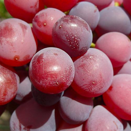 Саджанець Виноград Айя Брат Вавилона кишміш ранньо-середній термін дозрівання (101860)