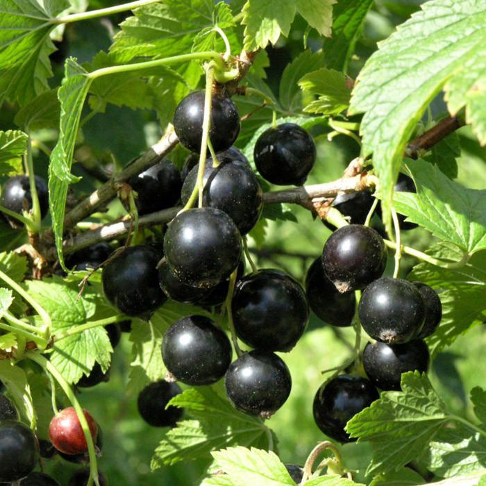 Саджанець чорної смородини Ядрена середньо-пізня скороплідна (841928892)