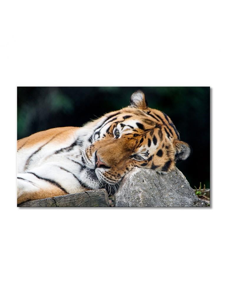 Картина модульная Прилег тигр 1 модуль 80x120 см