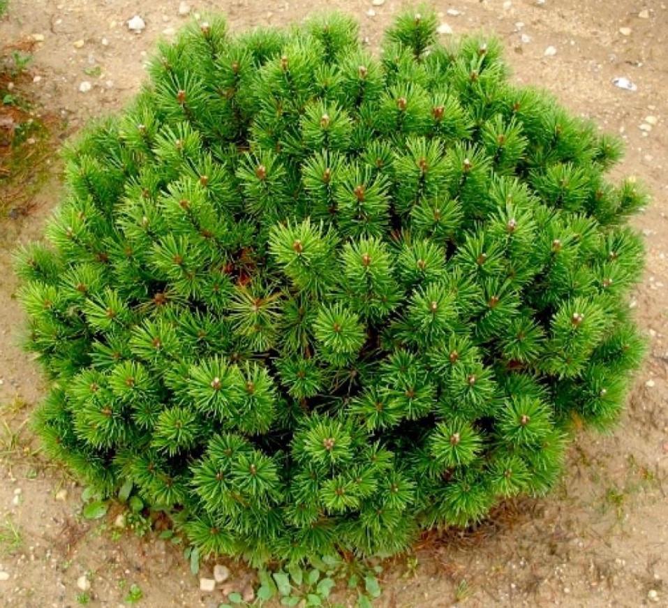 Сосна Горная 1,5л
