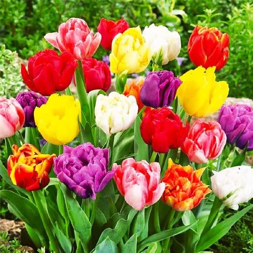 Тюльпан Florium Махровый Микс (4003)