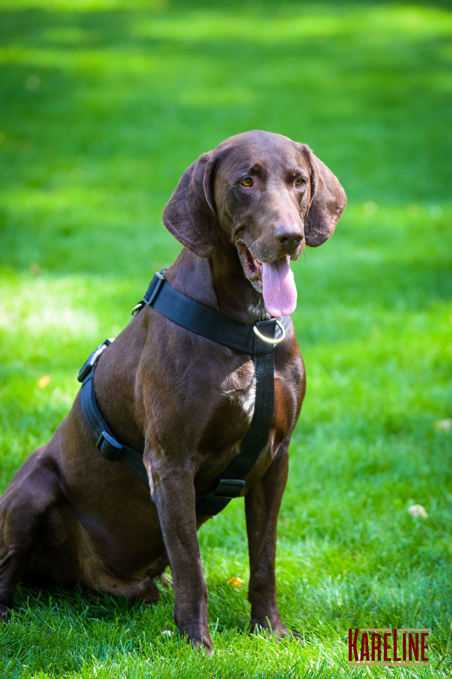 Шлея анатомическая KareLine из нейлона со светоотражающими элементами 25 мм А:340-540 мм В:470-690 мм Черный (0976/1) - фото 4 Шлея анатомическая KareLine из нейлона со светоотражающими элементами 25 мм А:340-540 мм В:470-690 мм Черный (0976/1) - фото 4