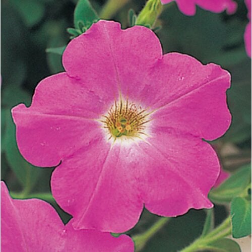 Семена цветов Петуния ампельная Opera Supreme F1 Lavender Takii seed 1000 шт. (BN08936)