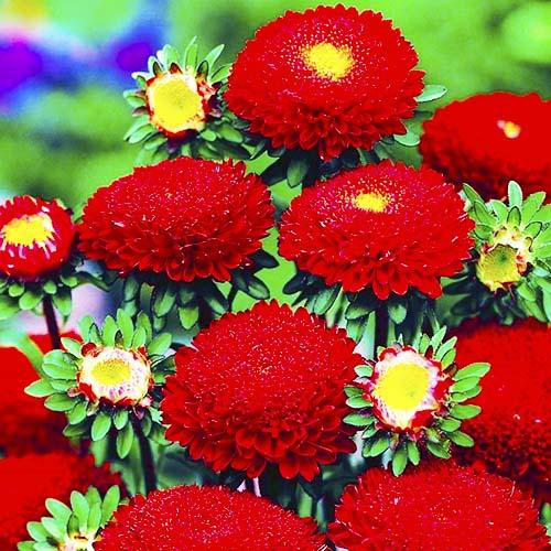 Семена Астра Florium Принцесса ярко-красная (15968) Семена Астра Florium Принцесса ярко-красная (15968)