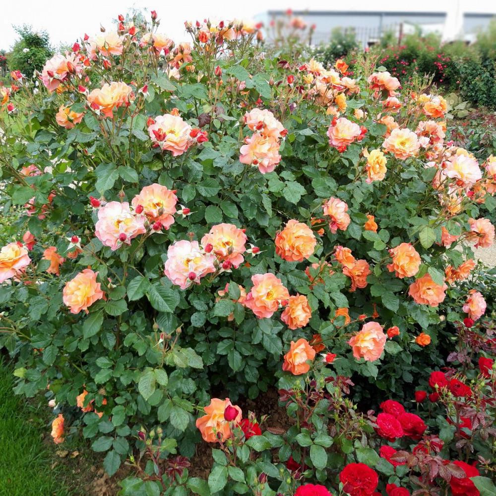 Троянда Velet Arabia Шраб в контейнері (2669431284) - фото 7 Троянда Velet Arabia Шраб в контейнері (2669431284) - фото 7