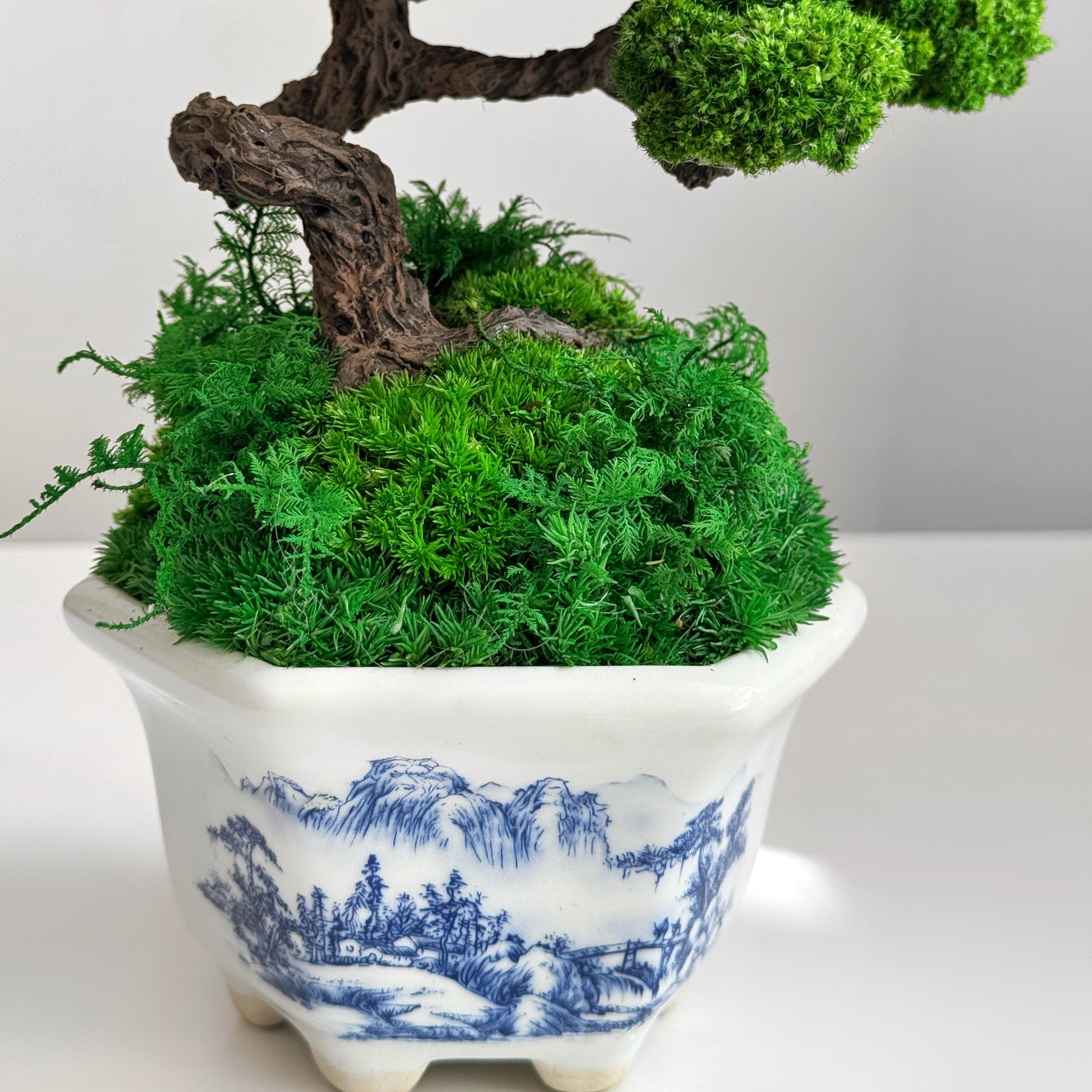 Бонсай из стабилизированных растений 24х17х13 см
