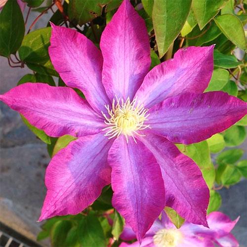 Клематис Kakio Florium