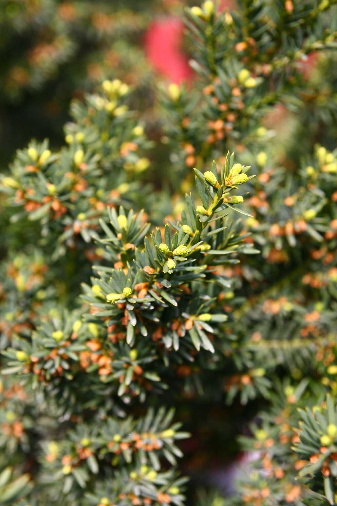 Тис средний Хилли Taxus media Hillii 1 шт. (38286335)
