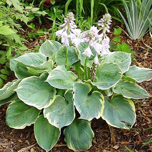 Хоста Florium Pizzazz (3206)