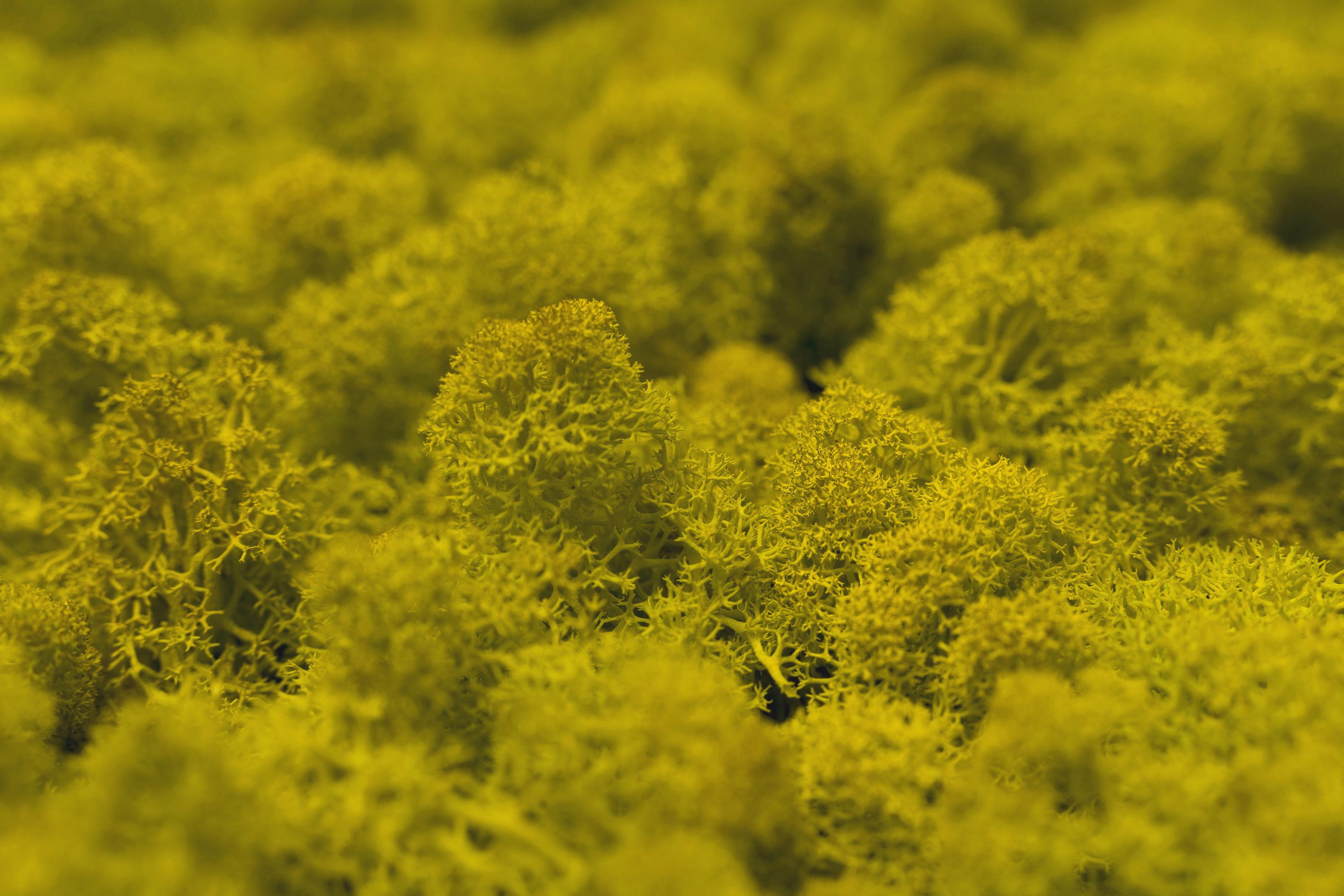 Стабилизированный мох Canopy Ягель 1 кг Yellow (114-10) - фото 3