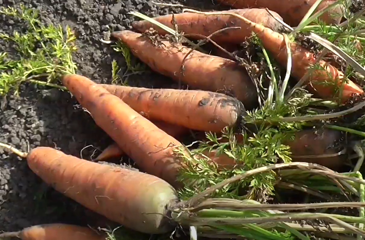 Насіння Морква Корольова осені 3 г 2600 шт. пізньостигла (RS-00887) Насіння Морква Корольова осені 3 г 2600 шт. пізньостигла (RS-00887)