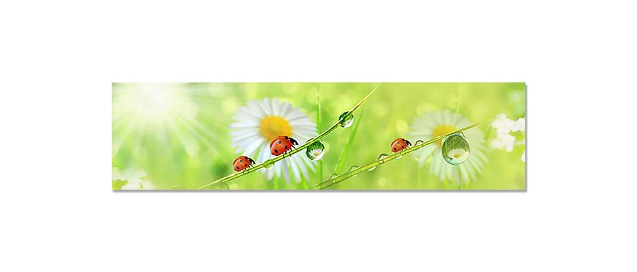 Наклейка виниловая на кухню Zatarga Ромашки/Божьи коровки 650х2500 мм (1283915552)
