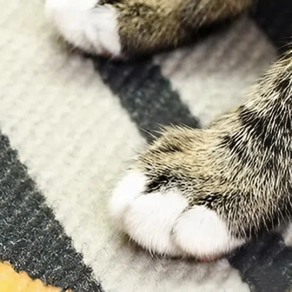 Коврик-царапка для кошек 80x50 см (C01789) - фото 4 Коврик-царапка для кошек 80x50 см (C01789) - фото 4