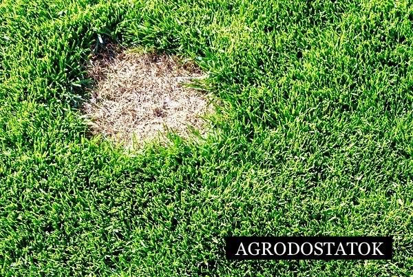 Насіння для газону ADS Газон для ремонту Premium 4 кг (2733796288) - фото 3 Насіння для газону ADS Газон для ремонту Premium 4 кг (2733796288) - фото 3