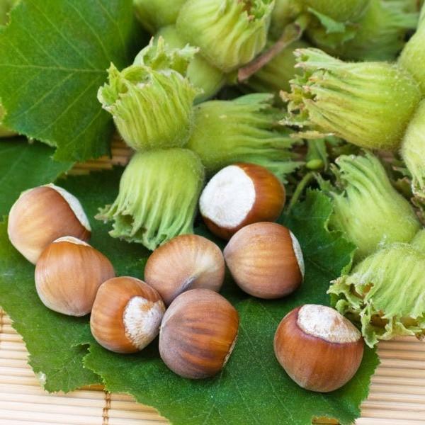 Саженцы фундука Обильный средний/урожайный/зимоустойчивый (637500748)