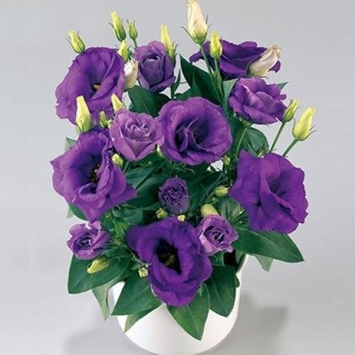 Семена цветов Эустома Лизиантус Rosie Lavender Blue Takii 250 шт. (BN08858-2)