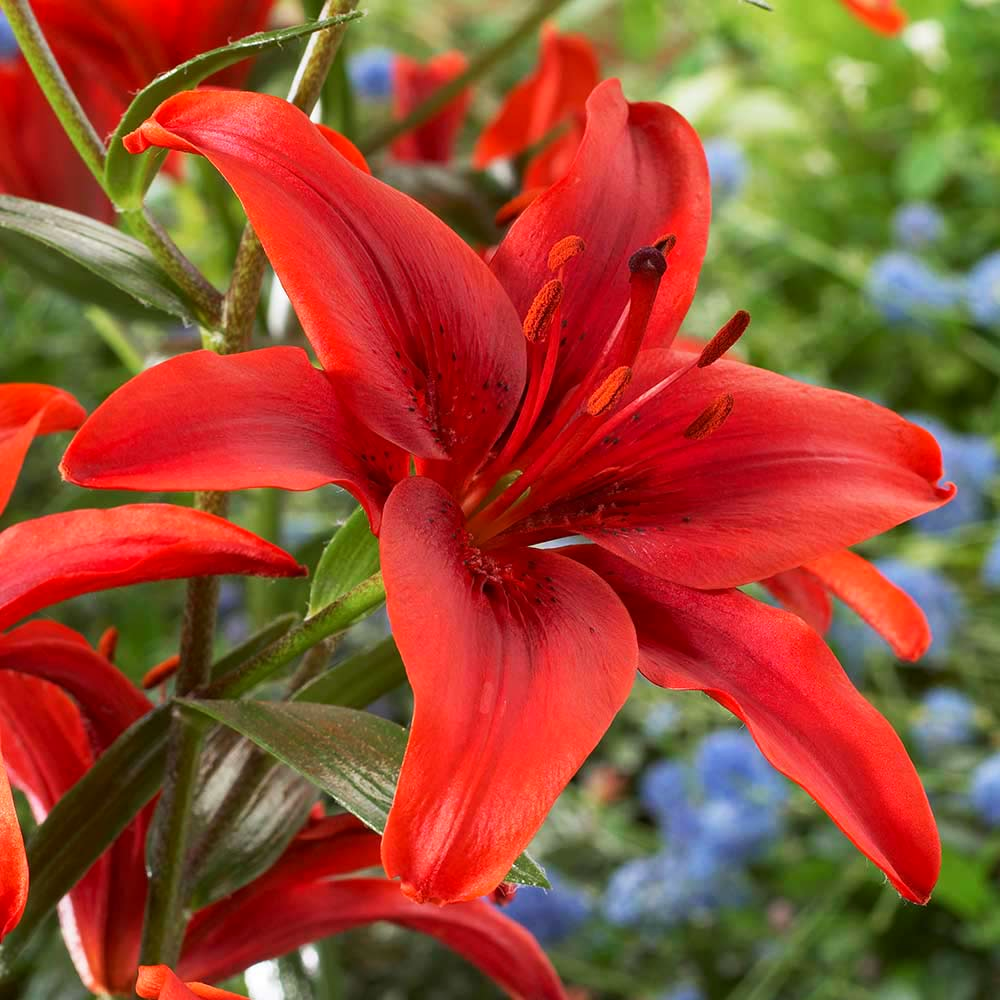 Цибулини квітів Лілія азіатська Ред Каунтрі Red County 3 шт. (38301248)
