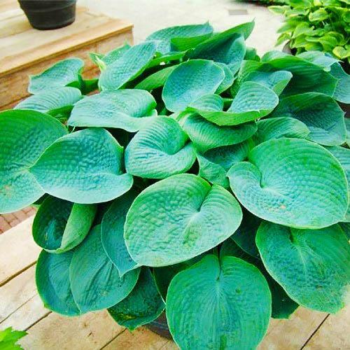 Хоста Florium Abiqua Drinking Gourd (3198)