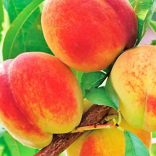 Сажанец Персик Днепровский летний сорт/среднего срока созревания (178402)