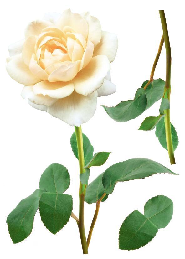 Декоративная наклейка Арт-Декор 10 Белая роза 50х70 см (2000000480695)