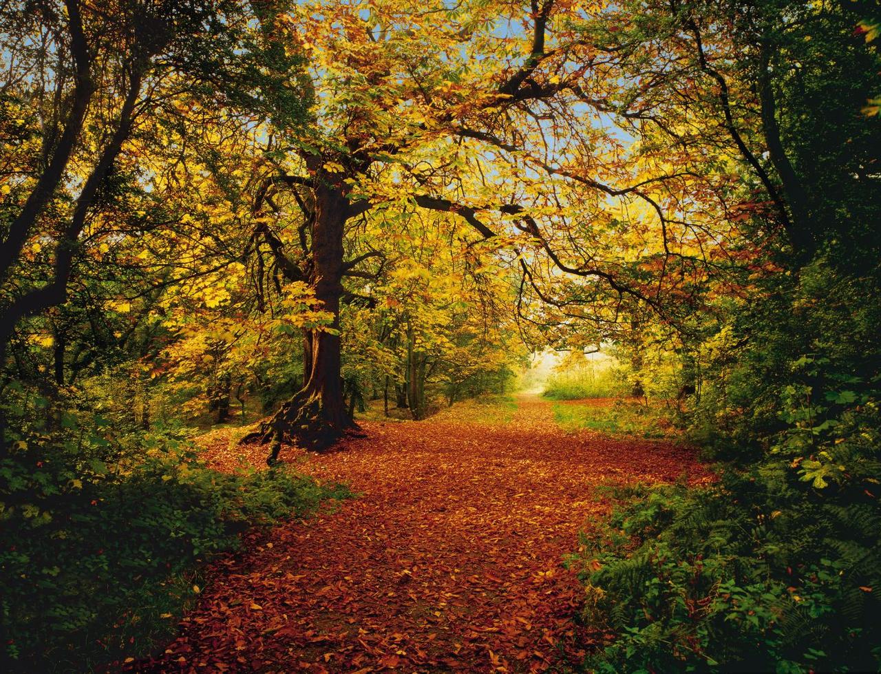 Фотообои на бумажной основе Komar 8-068 Фотообои Autumn Forest 270х388 см (2000000465586)