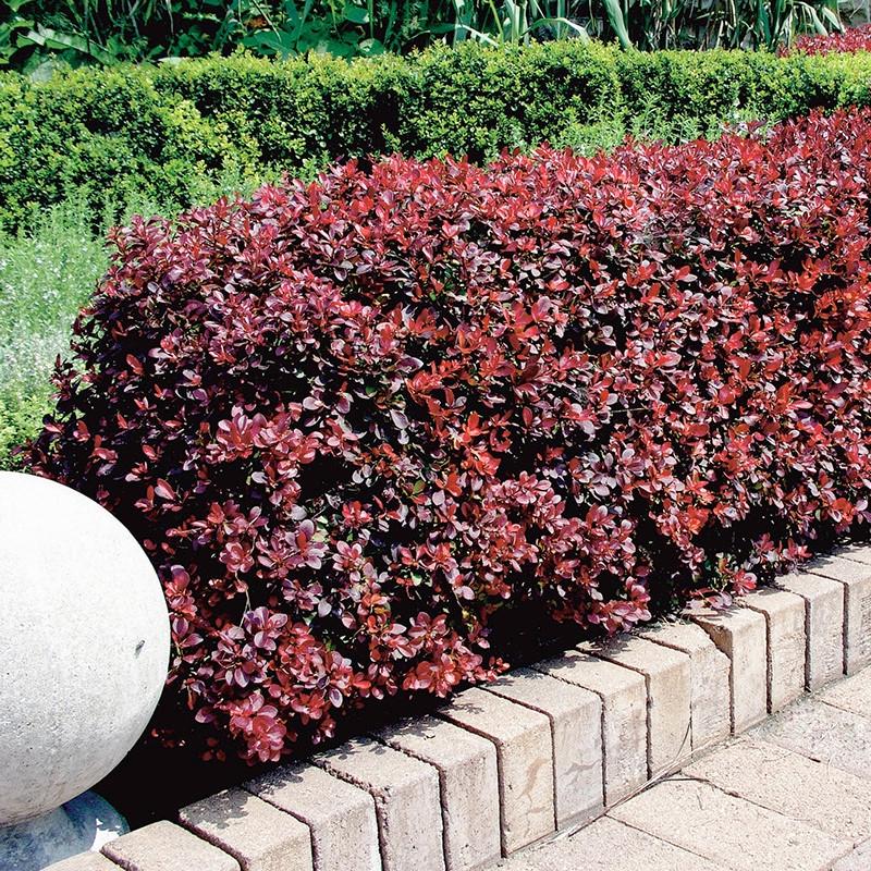 Саженец барбариса Тунберга Atropurpurea Nana Р9 (1037361984) - фото 3 Саженец барбариса Тунберга Atropurpurea Nana Р9 (1037361984) - фото 3