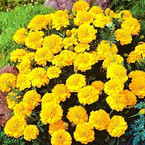 Семена Бархатцы Florium Малыш Лимонный (4296)