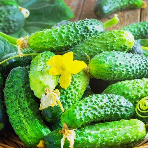 Семена Огірок Florium Цезар F1 (10243)