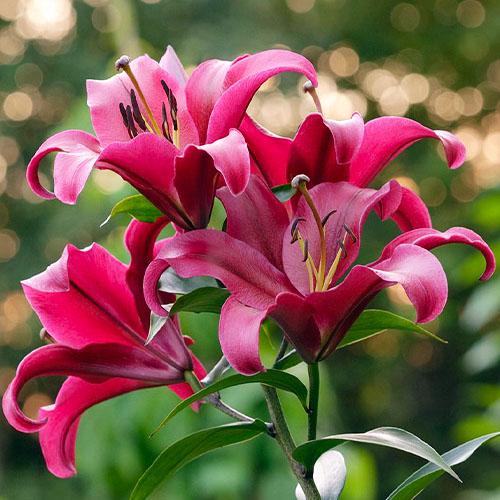 Лилия Palazzo Florium - фото 2 Лилия Palazzo Florium - фото 2