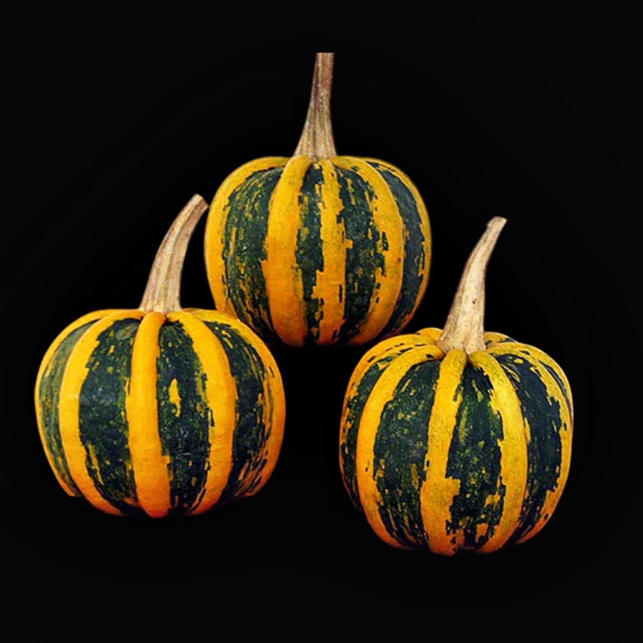 Семена Тыква Cucurbita pepo 5 шт. (2521442416)