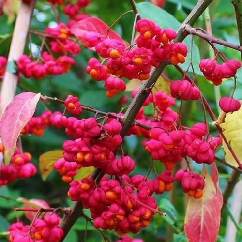 Бересклет Европейский Florium (12598)