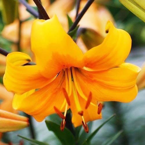 Лилия Florium Pearl Stacey (3859)