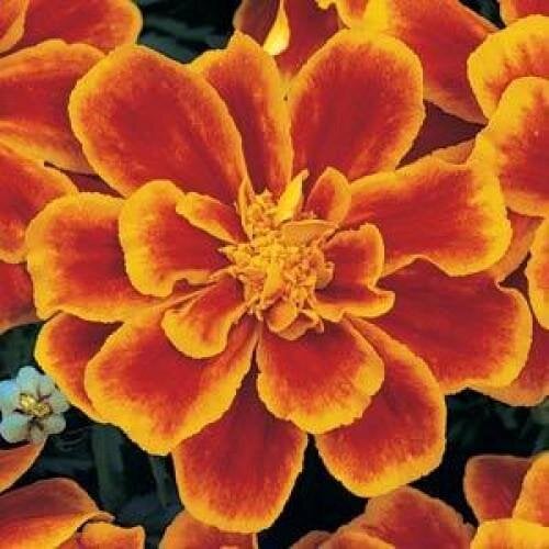Семена цветов PanAmerican Бархатцы отклонены DURANGO FLAME 250 шт. (BN02586-2)