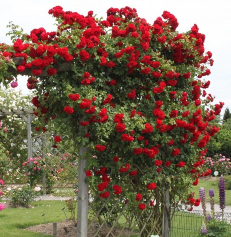 Роза Velet Sympathie Плетистая в контейнере (2669429358)