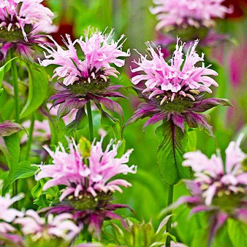 Рослина вулична Монарда Beauty of Cobham поділка