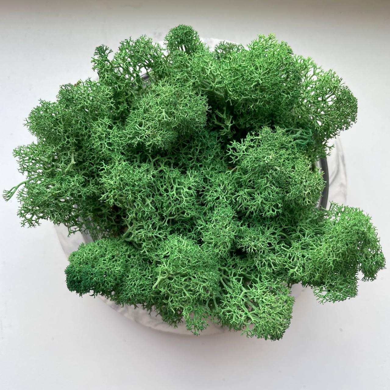 Мох норвежский стабилизированный ягель 5 кг Темно-зеленый (27321231)