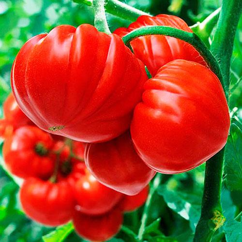 Семена Томат Florium Сарра F1 (15862)