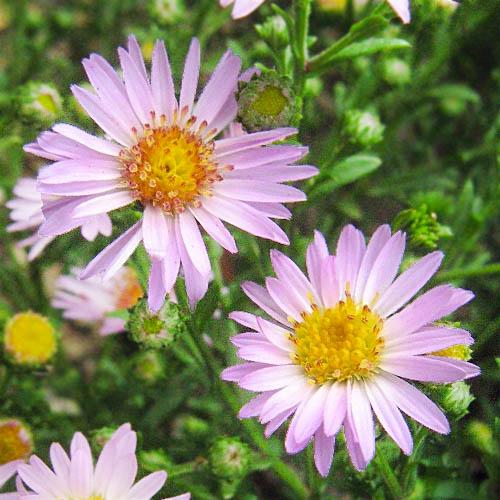 Астра Florium Marjorie (13773)