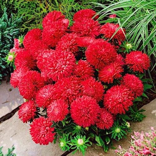 Семена Астра Florium карликовая Маргарита (12431) Семена Астра Florium карликовая Маргарита (12431)