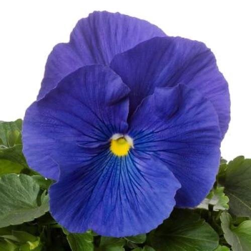 Семена цветов Виола Colossus F1 True Blue Syngenta 500 шт. (BN12872-2)