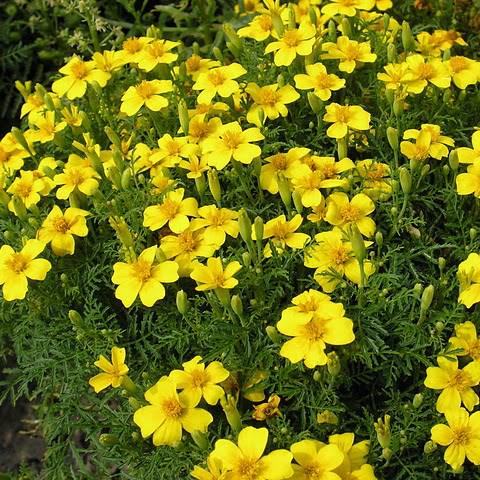 Насіння Чорнобривці Сигнет лимонні Професійне насіння ТД Гекса-Україна 02-01-125 0,2 г (IR003012)