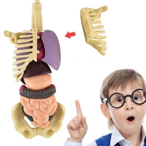 Игрушка 3D модель тела для детей - фото 6