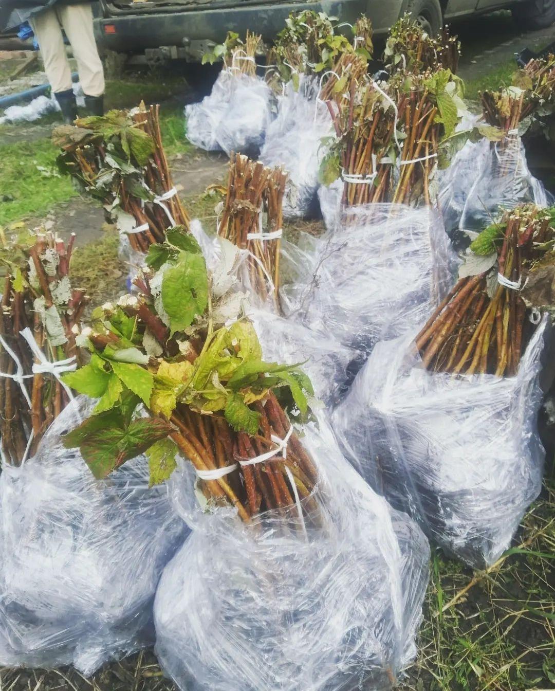 Саджанці малини 50 шт. (8632) - фото 6 Саджанці малини 50 шт. (8632) - фото 6