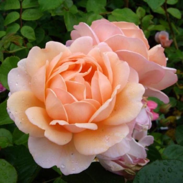 Роза Elizabeth Stuart Шраб (2669460644)