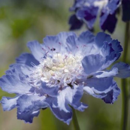 Семена цветов Benary Скабиоза кавказкая Fama Deep Blue 100 шт. (BN04526-2)