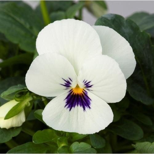Насіння квітів Віола рогата Floranova Bel Viso White Blotch 50 шт. (BN10541-3)